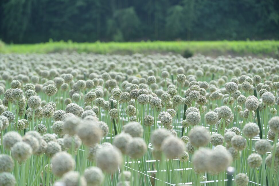ネギ坊主がつくるランドスケープ。香川県のたまねぎの種子産業 - The landscape created by Leek Head. The onion seed industry in Kagawa Prefecture.