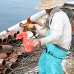瀬戸内海、小手島沖、タコツボ漁とムール貝漁 – Filming of octopus and mussel fishing in the Seto Inland Sea, off the Oteshima island
