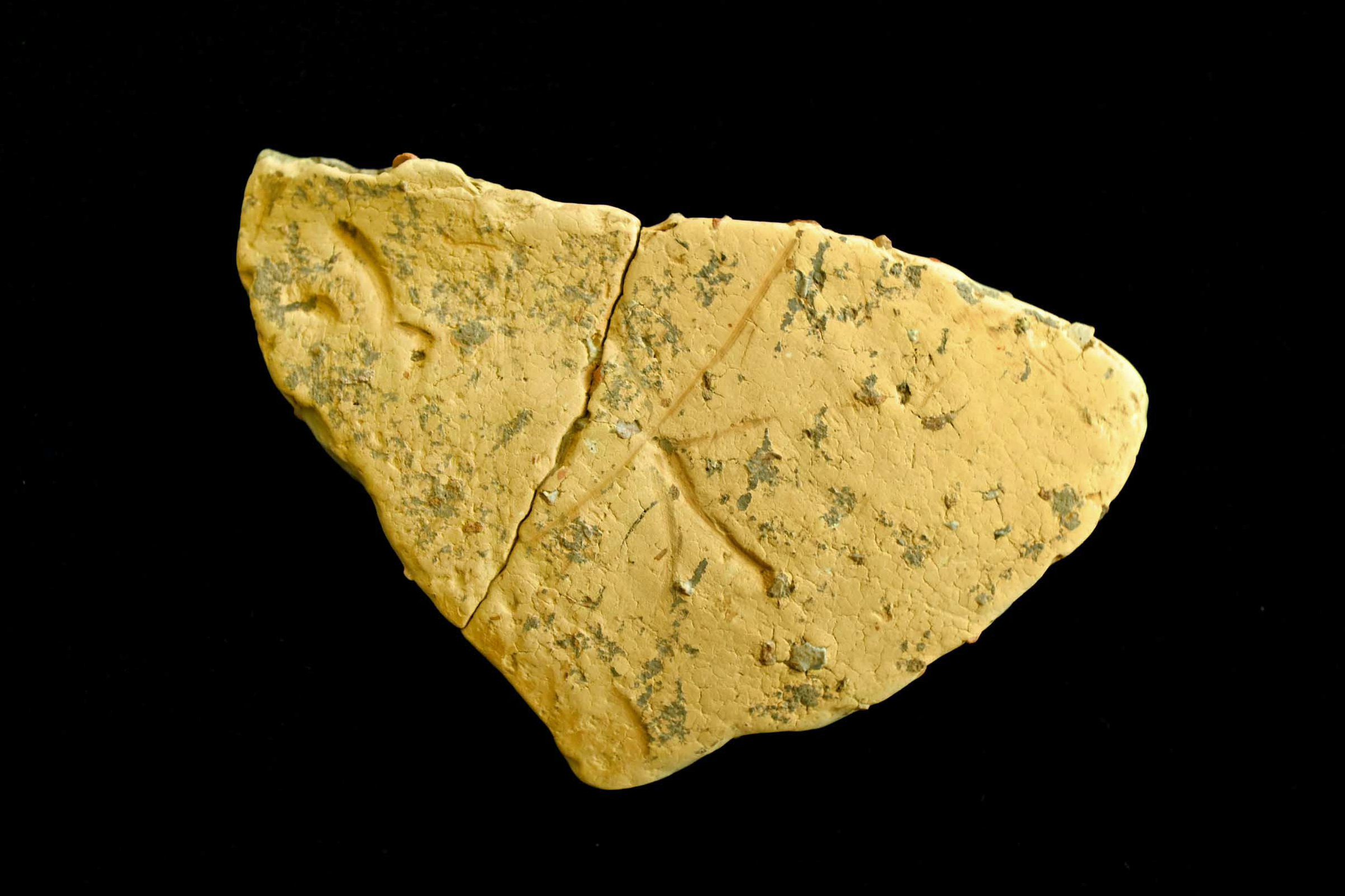 底に何か掘ってありますが不明 庭に穴がある…ネズミ？モグラ？見分け方と行うべき対策をプロが解説