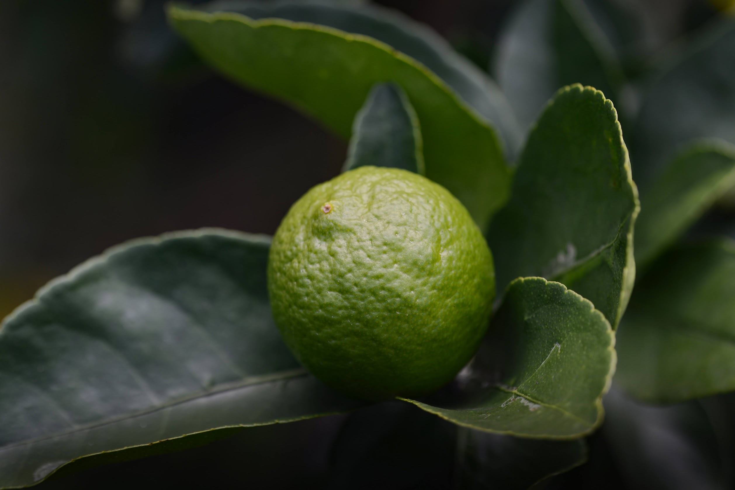 lemonさまご確認用！ なむさまご確認用！ すわ様 確認用 すわ様 確認用