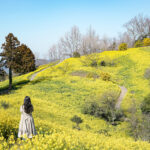 【愛媛】犬寄峠の黄色い丘 – [Ehime] The Yellow Hill at Inuyose Pass