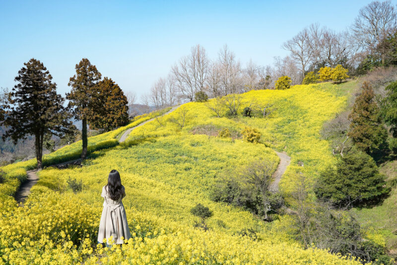 【愛媛】犬寄峠の黄色い丘 – [Ehime] The Yellow Hill at Inuyose Pass