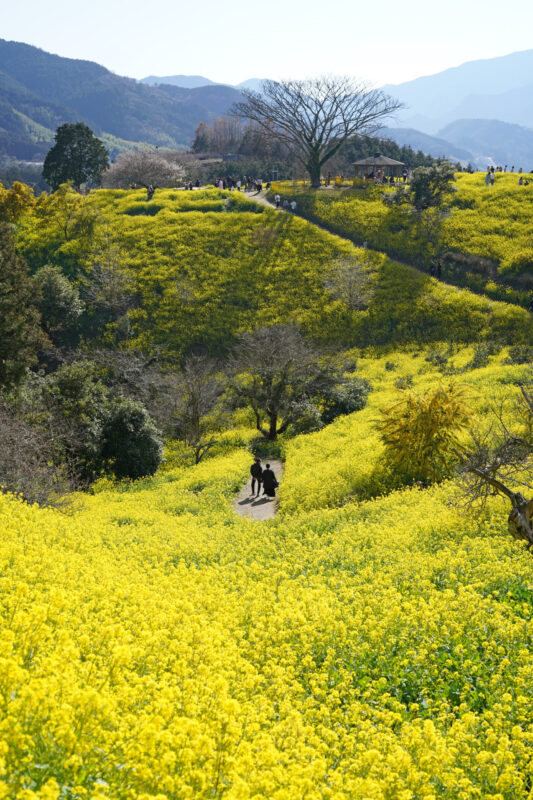 犬寄峠（いぬよせとうげ）の地名