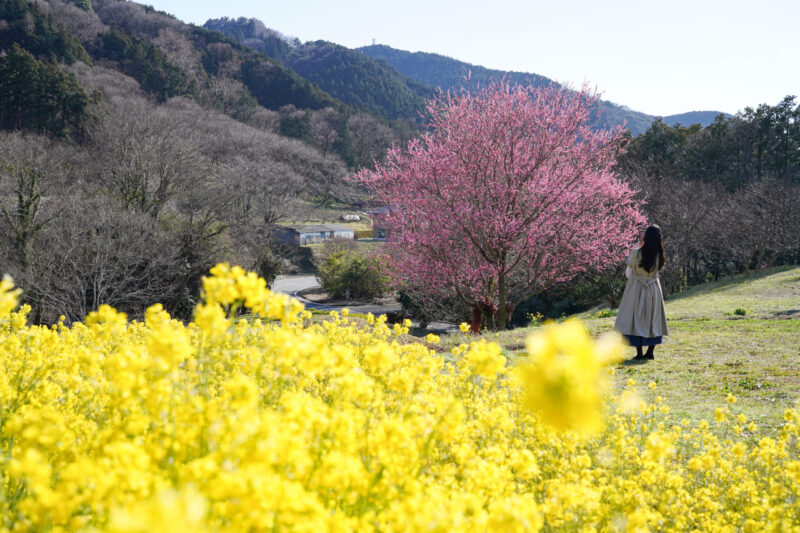 【愛媛】犬寄峠の黄色い丘 – [Ehime] The Yellow Hill at Inuyose Pass
