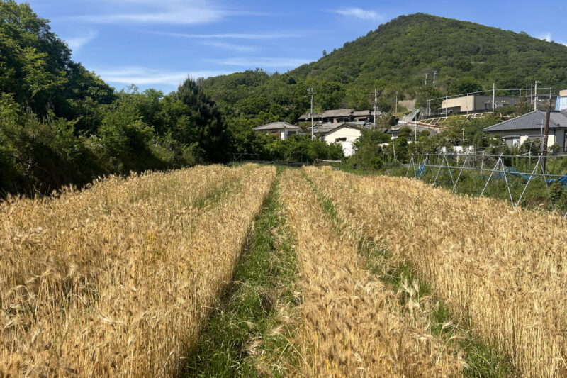 男木島、麦味噌、はだか麦の畑