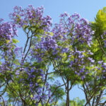ジャカランダ(紫雲木) – Discovery! Jacaranda