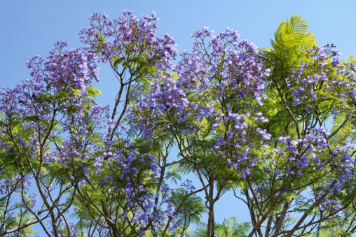 はっけん！ジャカランダ（紫雲木） – Discovery! Jacaranda﻿