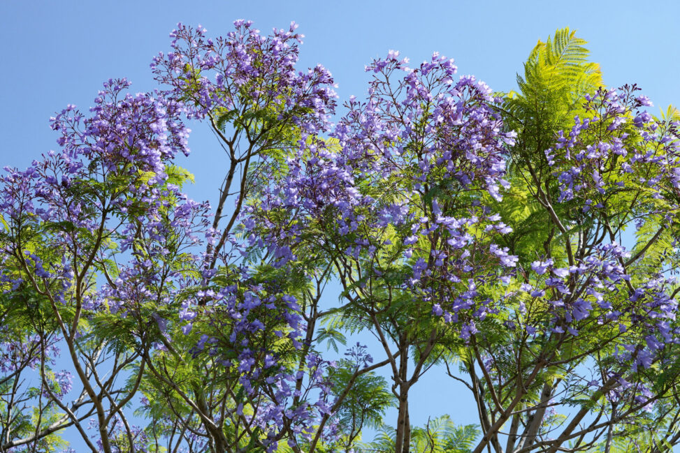 はっけん！ジャカランダ（紫雲木） – Discovery! Jacaranda﻿