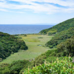 【徳島】日本の重要湿地500、伊島の野尾辺湿原 – [Tokushima] Noobe Wetland at Ishima island