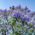 ジャカランダ(紫雲木) – Discovery! Jacaranda