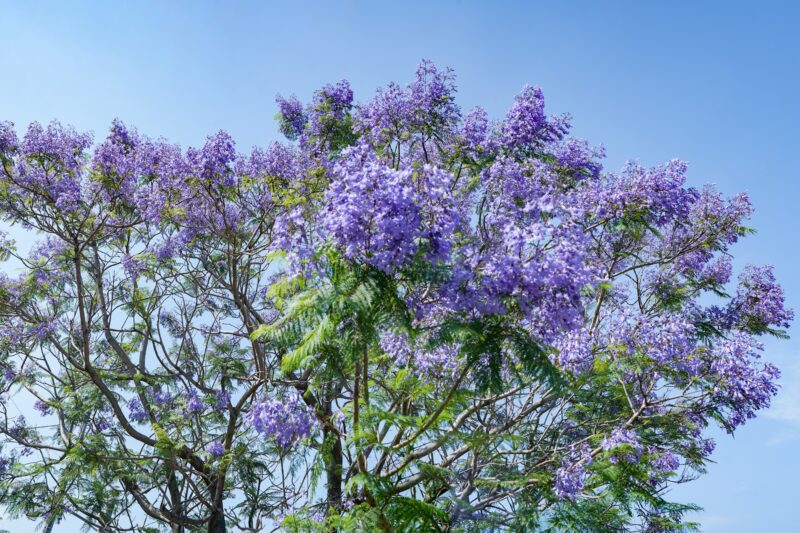 ジャカランダ(紫雲木) – Discovery! Jacaranda