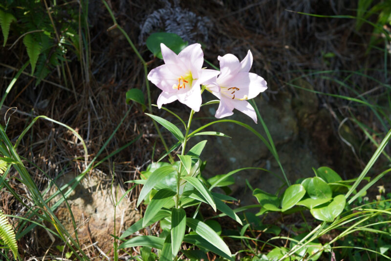 【徳島】伊島のイシマササユリ - [Tokushima] Bamboo lily of Ishima island