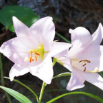 【徳島】伊島のイシマササユリ – [Tokushima] Bamboo lily of Ishima island