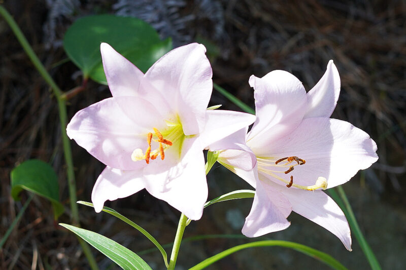 【徳島】伊島のイシマササユリ – [Tokushima] Bamboo lily of Ishima island