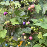 13色の実が育む、「うまぶどう茶」の豊かな恵み – The rich benefits of “Umabudo Tea”, nurtured by 13 varieties of grapes