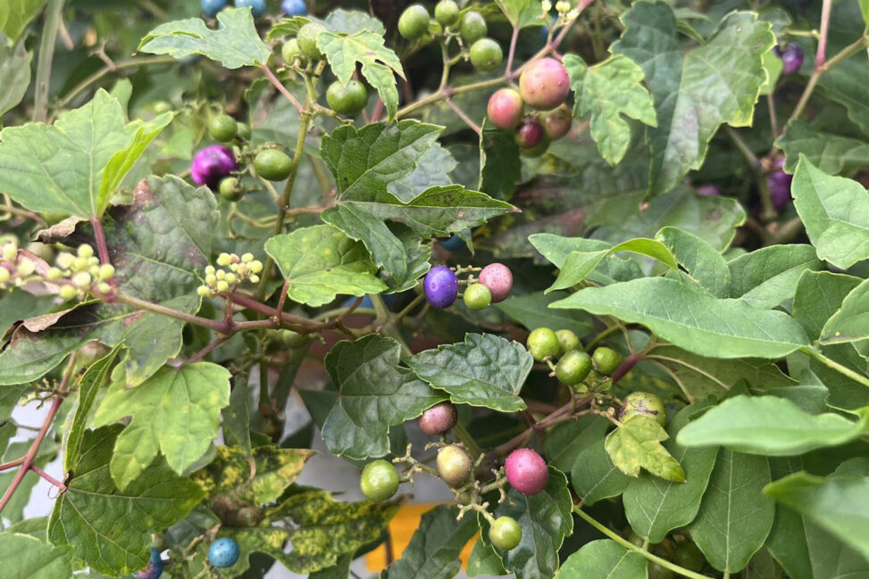 13色の実が育む、「うまぶどう茶」の豊かな恵み - The rich benefits of "Umabudo Tea", nurtured by 13 varieties of grapes