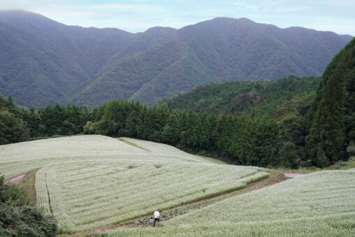 島ヶ峰のそば畑――山の暮らしがつくる文化的景観 - The Buckwheat Fields of Shimagamine—A Cultural Landscape Shaped by Mountain Life