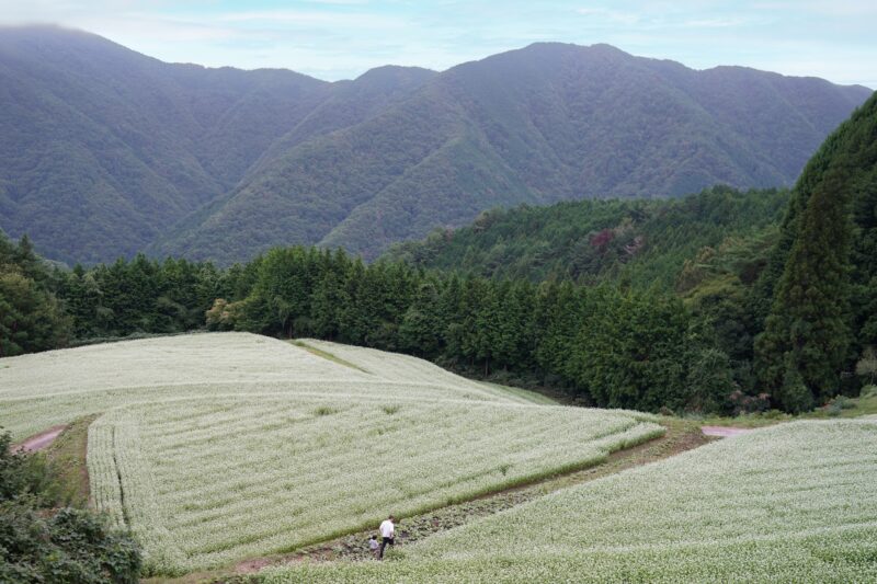 【香川】うどん県のそば。島ヶ峰のそば畑―山の暮らしがつくる文化的景観 – [Kagawa] The Buckwheat Fields of Shimagamine—A Cultural Landscape Shaped by Mountain Life