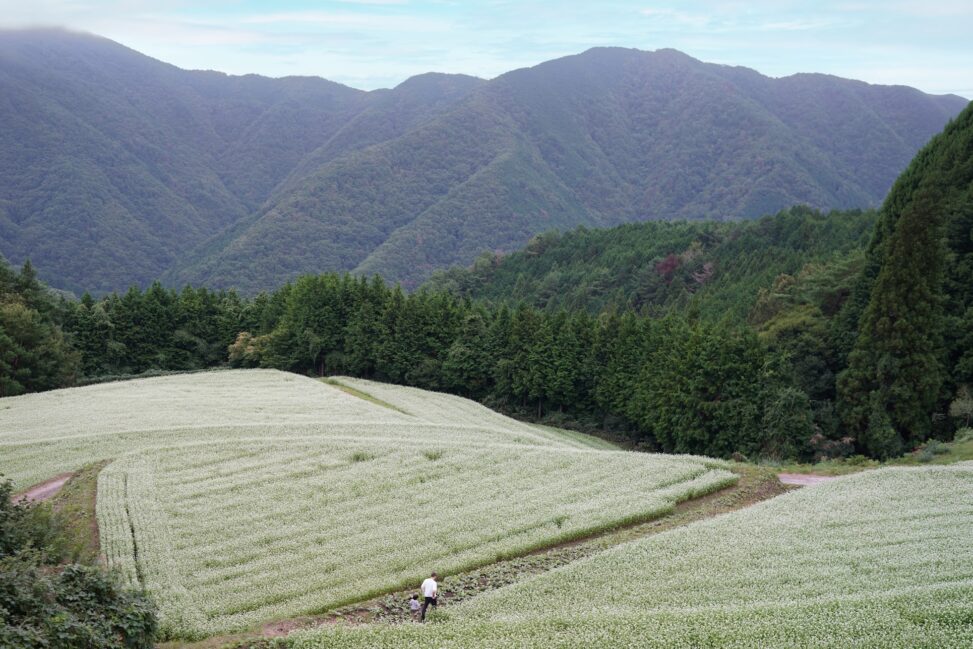 島ヶ峰のそば畑――山の暮らしがつくる文化的景観 - The Buckwheat Fields of Shimagamine—A Cultural Landscape Shaped by Mountain Life
