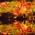 【香川 11/19-28】大名庭園 栗林公園の紅葉ライトアップ - [Kagawa 19-28 Nov] The autumn colors lighting-up at Ritsurin Garden