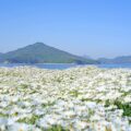 【香川】浦島伝説が残る荘内半島の花畑『フラワーパーク浦島』 - [Kagawa] Flower park Urashima