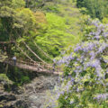 祖谷 かずら橋