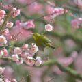 【香川 2/20-21】栗林公園の梅が見頃です。江戸時代から親しまれてきた梅園 - [Kagawa Feb 20-21] Ritsurin Garden Japanese Apricot Trees