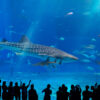 【香川】水族館アクリルパネル世界一『日プラ』 - [Kagawa] "NIPPURA", largest share of the global market for acrylic panels for aquariums