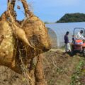 新居大島でしか出ない味、幻の白いも - Precious white sweet potato of Niōshima island