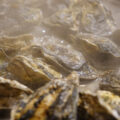 牡蠣焼き『鹿酔庵（ろくすいあん）』 - Oyster Restaurant of Takamatsu "Rokusuian"