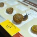 みんなでつくる自然史博物館 - Natural History Museum Kagawa