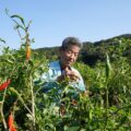 瀬戸内海・塩飽諸島に伝わるトウガラシ『香川本鷹』 - Kagawa Hontaka', a red pepper from the Shiwaku Islands of Seto Inland Sea