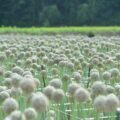 ネギ坊主がつくるランドスケープ。香川県のたまねぎの種子産業 - The landscape created by Leek Head. The onion seed industry in Kagawa Prefecture.